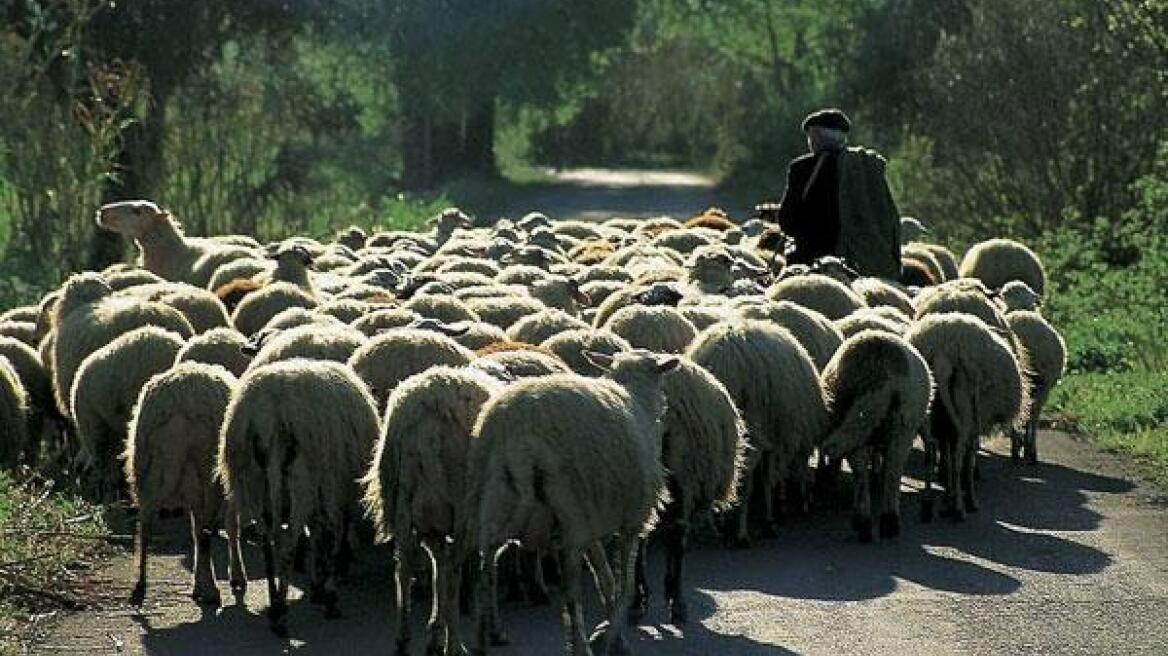 Νέα κρούσματα ζωοκλοπών εν όψει Πάσχα