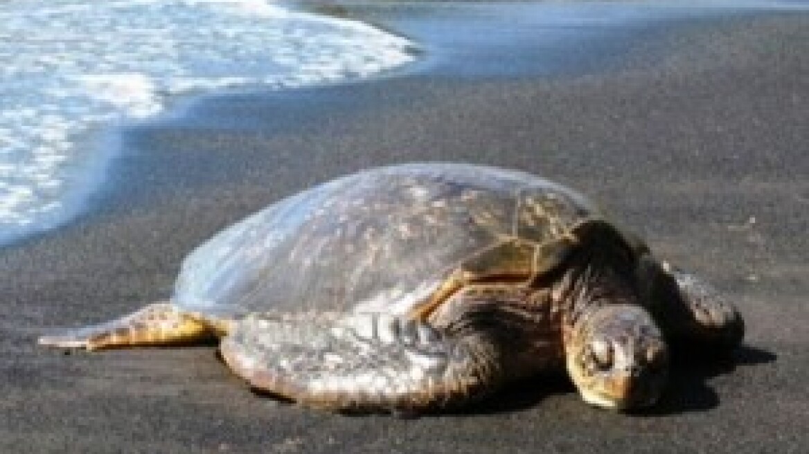 Νεκρές 13 χελώνες caretta-caretta στην Αλεξανδρούπολη