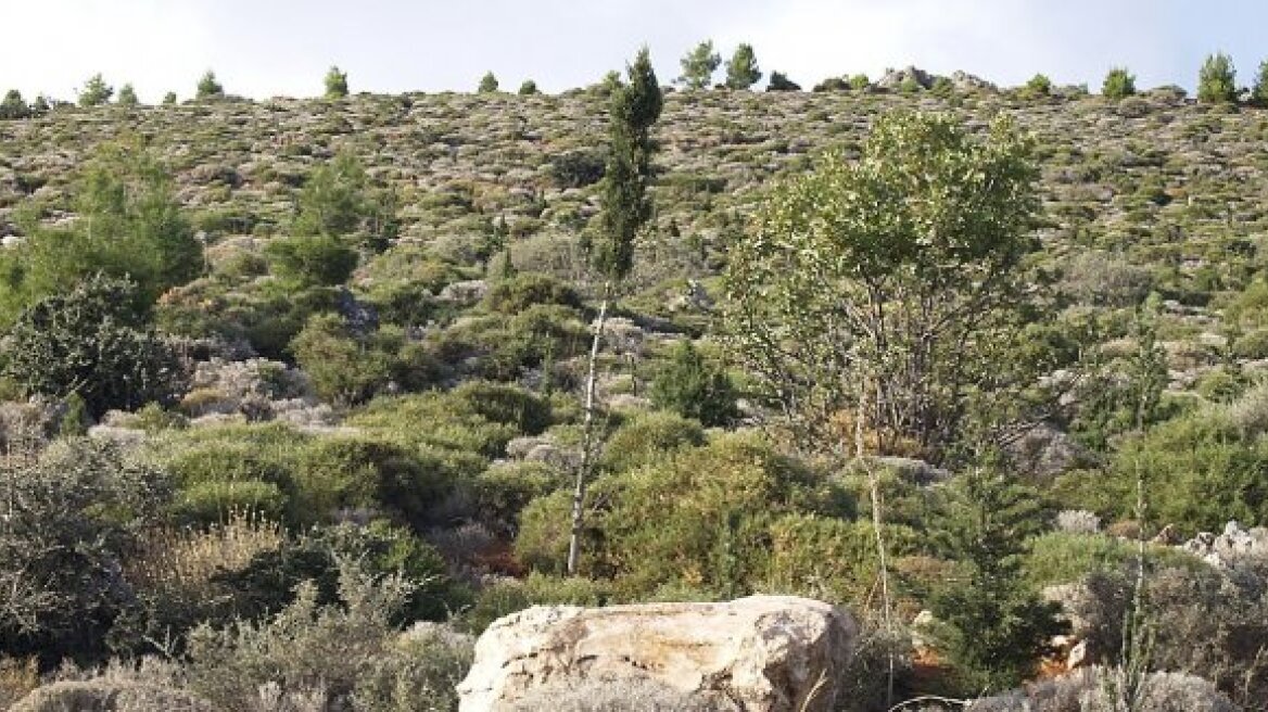 "Ξέχασαν" εκρηκτική ύλη στο δάσος της Κέρης