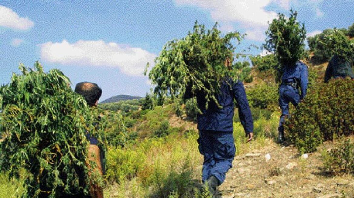 Συλλήψεις για φυτείες σε όλη τη χώρα