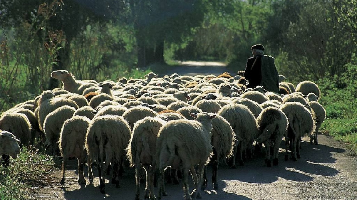 Δε μέτρησε σωστά τα πρόβατά του...