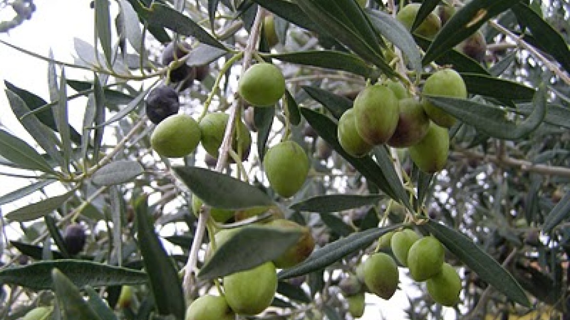 Στα ύψη φέτος η παραγωγή της ελιάς σε Χαλκιδική και Πήλιο