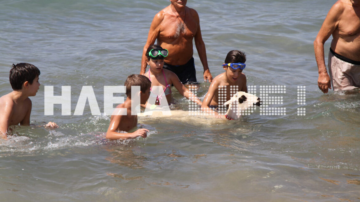 Η Μπέλα, η προβατίνα... απολαμβάνει τα μπάνια της