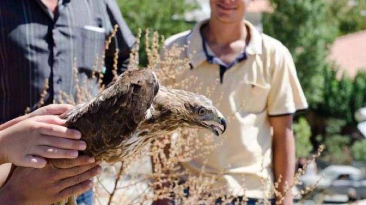 Απελευθέρωση γερακιών στην Κρήτη 