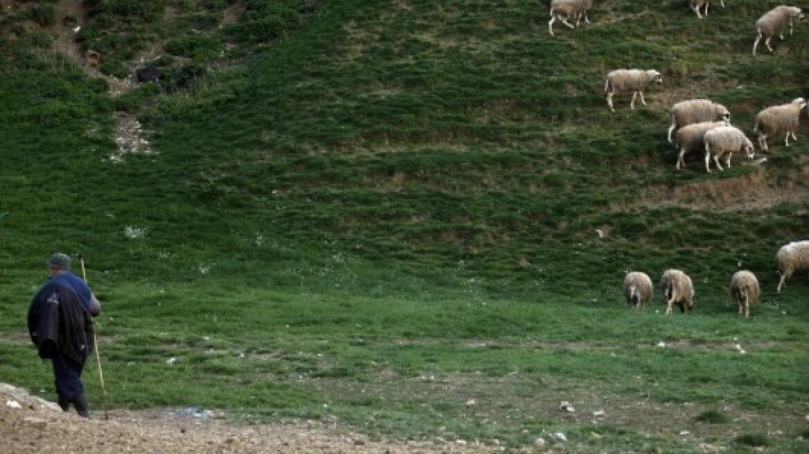 Ζητούσαν και τα… ρέστα οι ζωοκλέφτες!