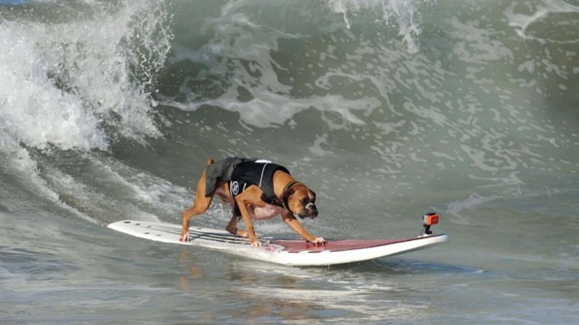 Surf City Surf Dog: Σκύλοι σέρφερ στην Καλιφόρνια