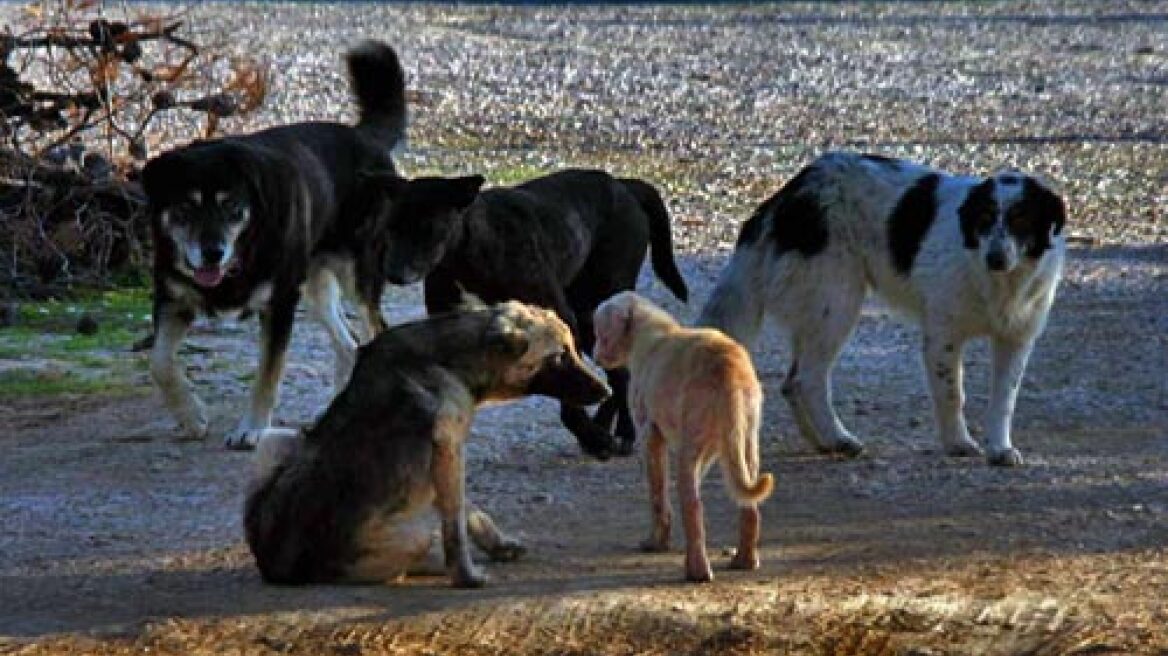 Φόλες σκορπούν το θάνατο σε άγρια ζώα στην Καλαμπάκα