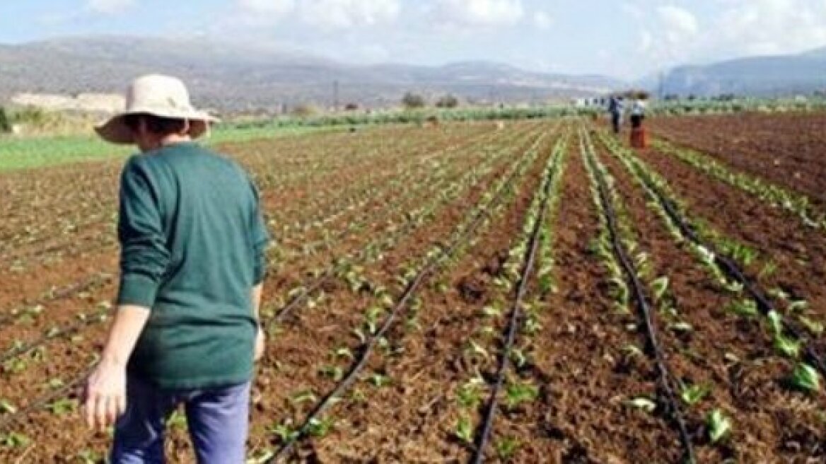 Συμμορίες βάζουν χέρι στις αγροτικές παραγωγές σε Ηλεία και Κορινθία