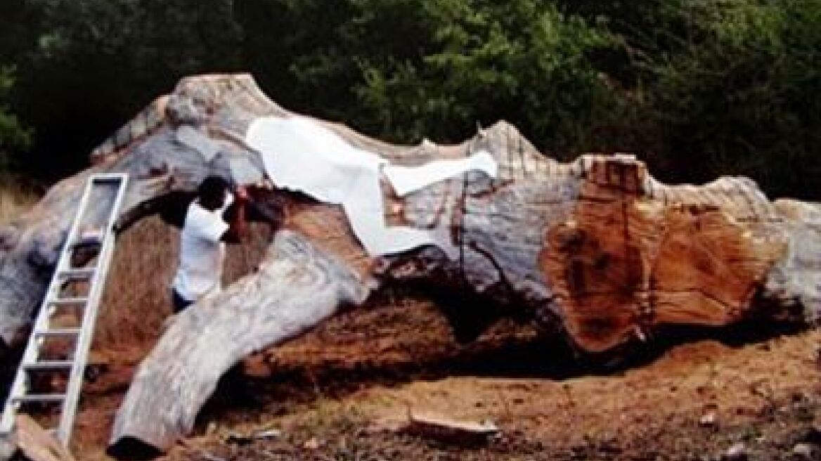 Καταπλακώθηκε από δέντρο και πέθανε μπροστά στον γιο του!