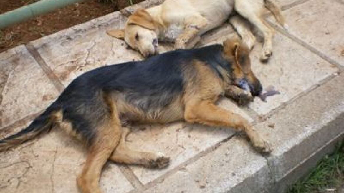 "Γενοκτονία" σκύλων με φόλες στη Χίο!