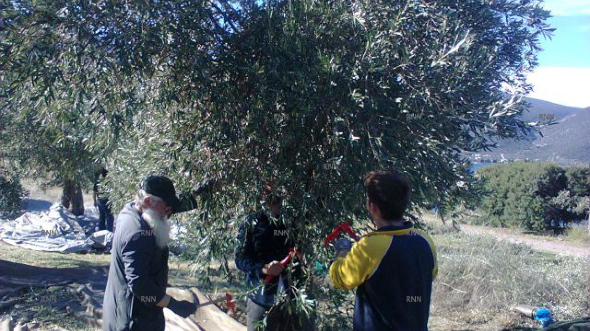 Μητροπολίτης μάζεψε ελιές για τους φτωχούς