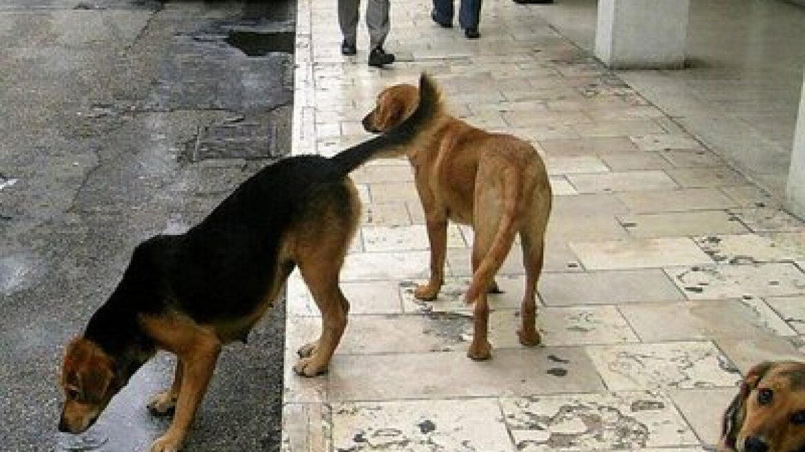 Καταφύγιο για αδέσποτα ζώα στα Μέγαρα