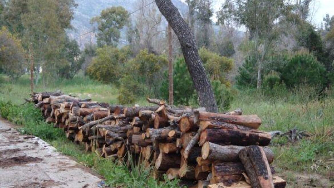 Αυξάνονται τα κρούσματα λαθροϋλοτομίας σε όλη τη χώρα