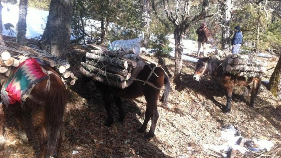 Τα μουλάρια έμειναν, οι Αλβανοί λαθροϋλοτόμοι το έσκασαν!