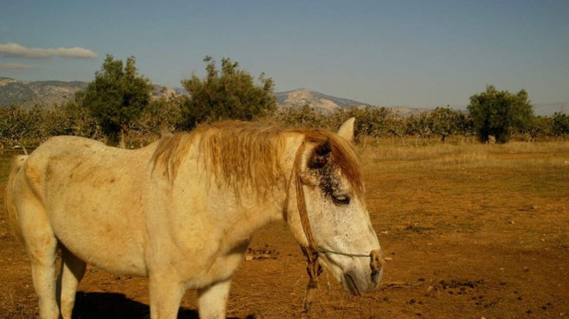 Κι όμως κάνουμε και "εξαγωγές" αλόγων