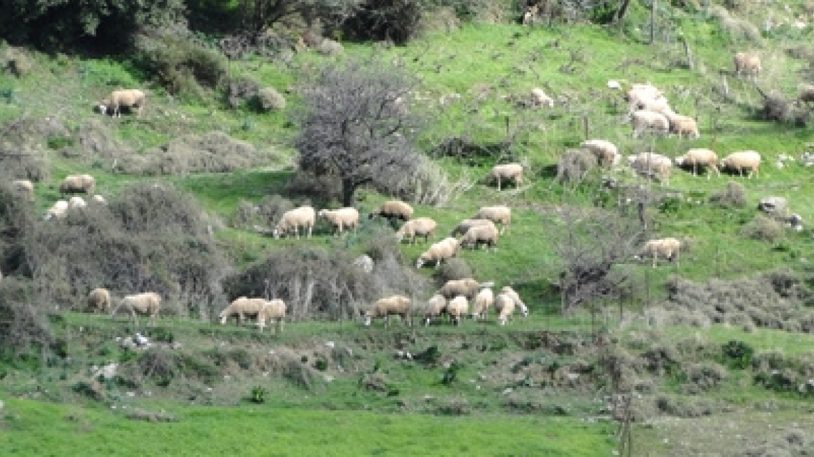 Ζωοκλέφτες παρακολουθούσαν  τους ασυρμάτους της ΕΛ.ΑΣ.