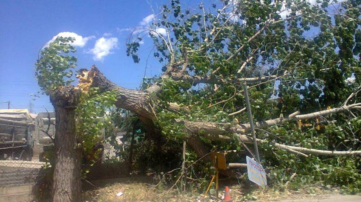 Έπεσαν δέντρα στη Λαμία από τους ισχυρούς ανέμους