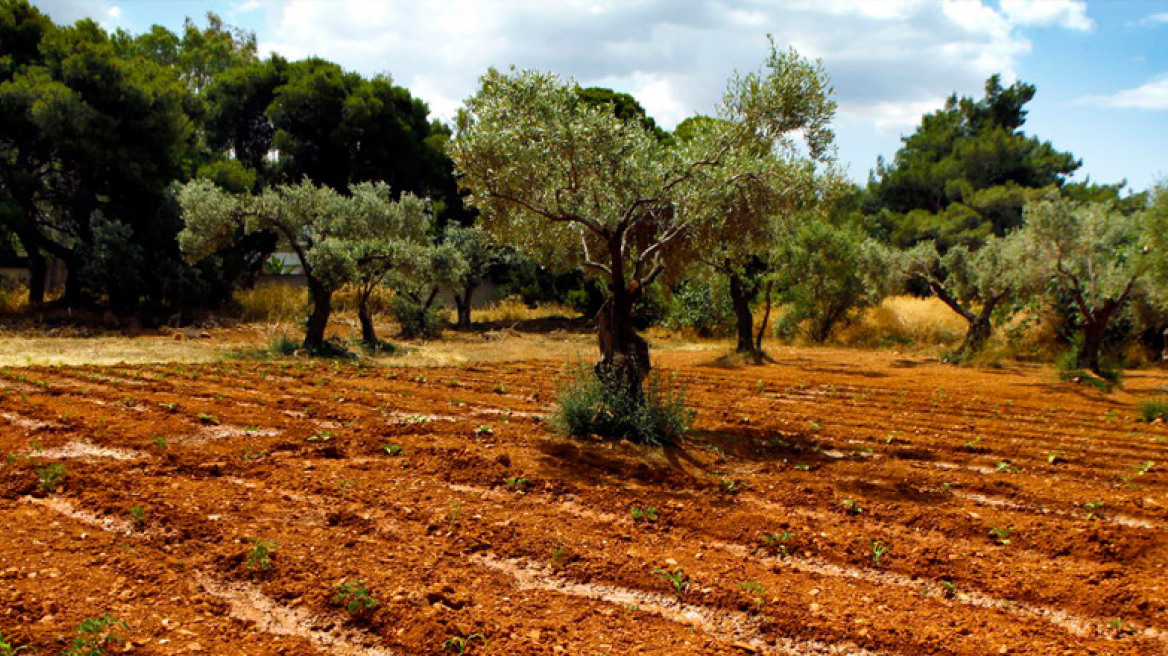 Σισμανόγλειο: Μενού στους ασθενείς από το μποστάνι του 