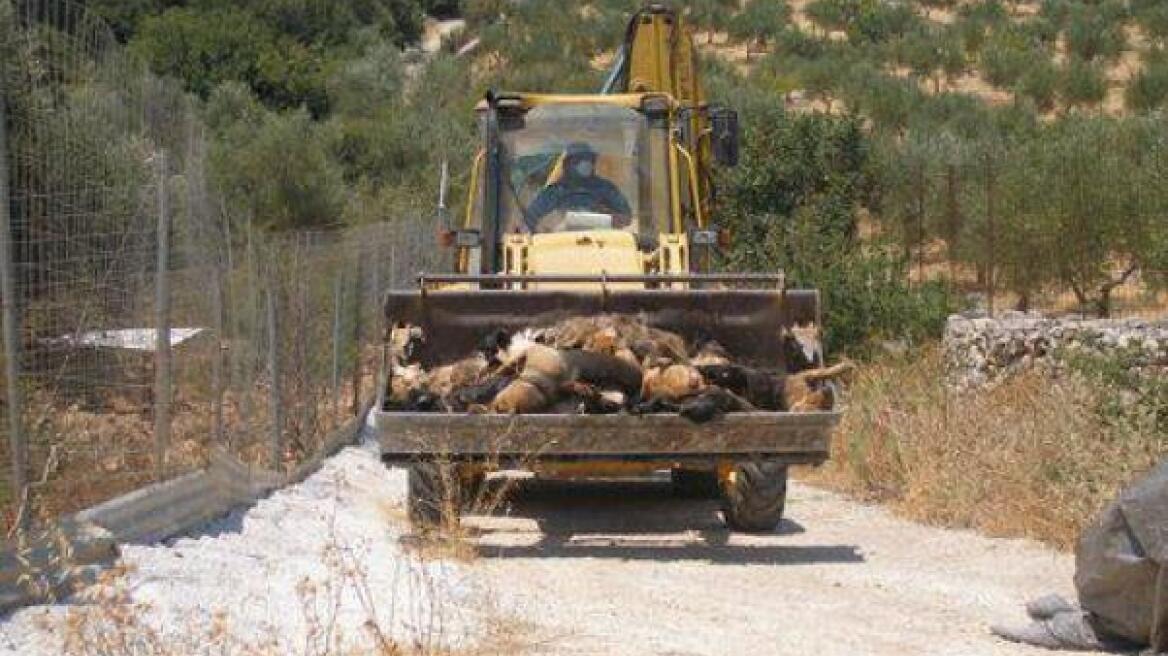 Δηλητηρίασαν 25 σκυλιά μέσα σε ιδιωτικό καταφύγιο στα Χανιά 