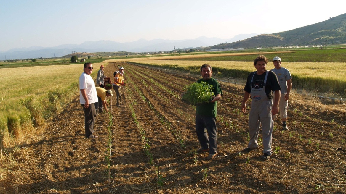 ΕΛΓΑ: Μειώνονται στο μισό τα τέλη επανεκτίμησης 