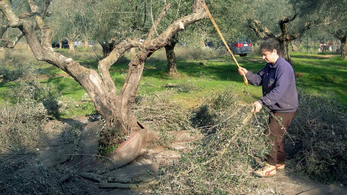 ΕΛΓΑ: Καταβολή αποζημιώσεων σε 2.069 δικαιούχους στις 6 Αυγούστου