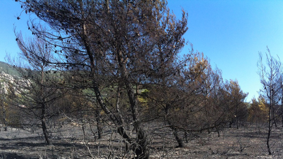 Σε ύφεση η πυρκαγιά σε Βαρυμπόμπη - Θρακομακεδόνες