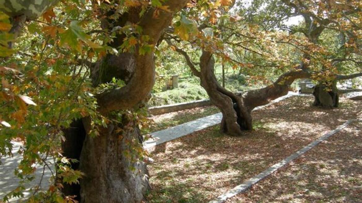 Ναύπακτος: Κλαδί από πλάτανο τραυμάτισε έγκυο και τρία ακόμη άτομα