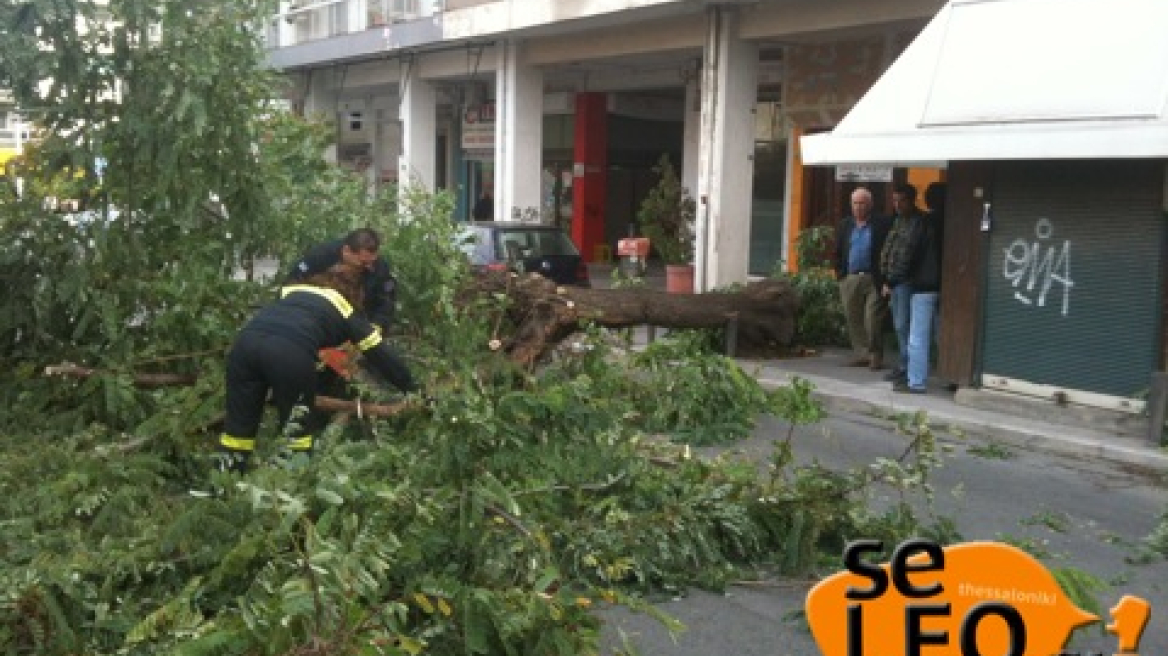  Πτώσεις δέντρων στη Θεσσαλονίκη λόγω ισχυρών ανέμων (φωτογραφίες)