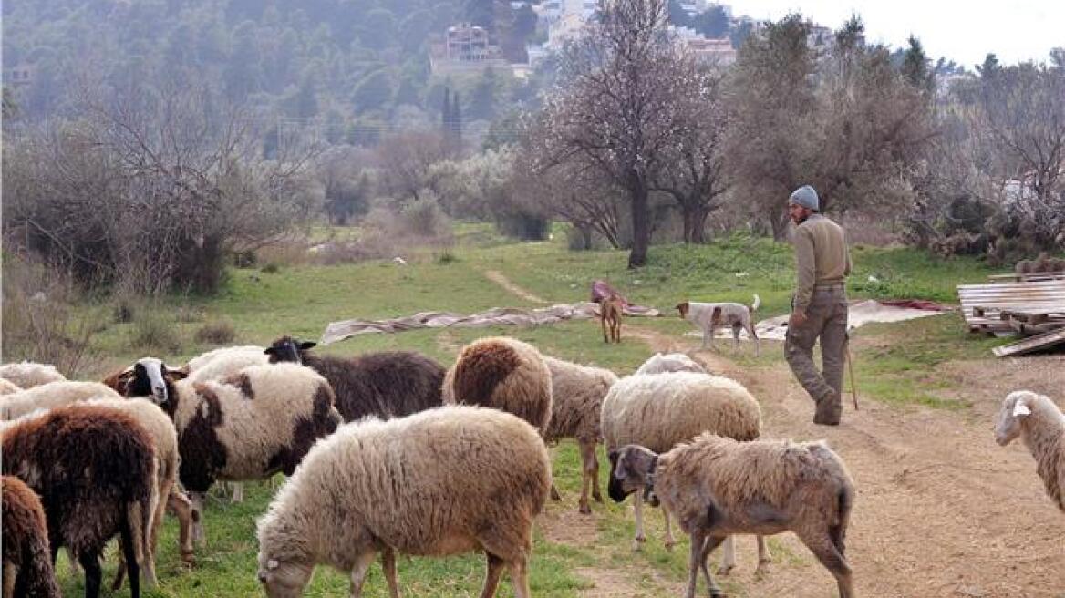 Ξάνθη: Θανατώθηκαν πάνω από 1400 πρόβατα με ευλογιά