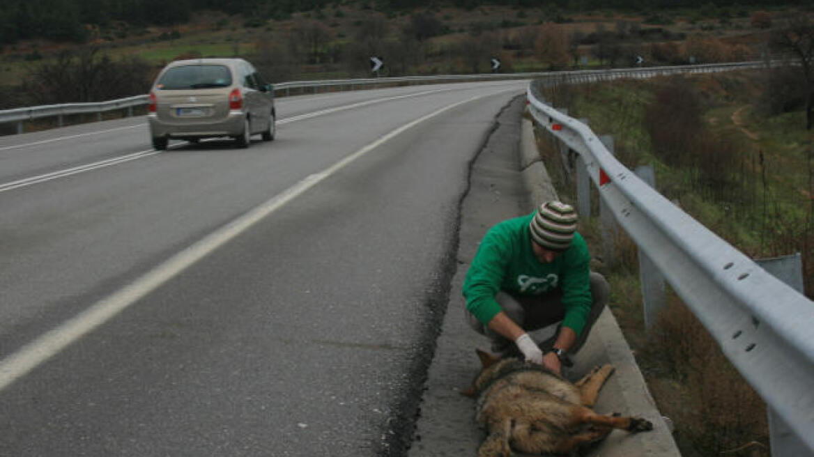 Λύκαινα νεκρή σε τροχαίο στην Καστοριά