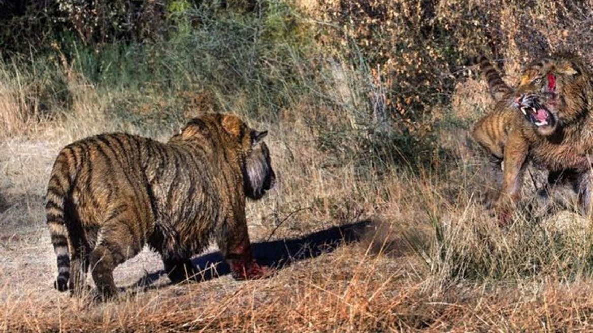  Δείτε δύο αρσενικές τίγρεις σε μάχη μέχρις εσχάτων