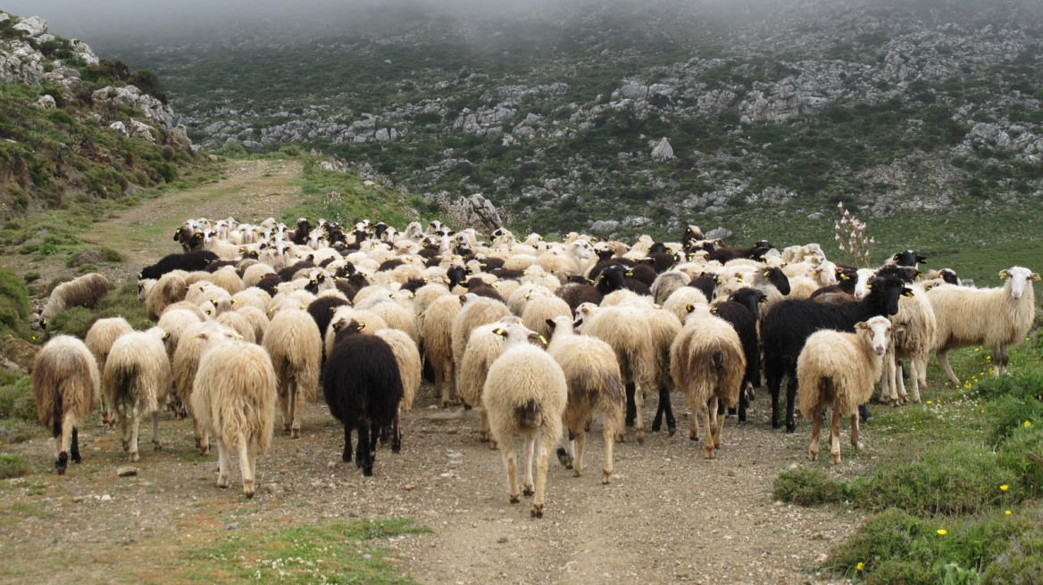 Έσφαξαν ένα ολόκληρο κοπάδι για εκδίκηση!