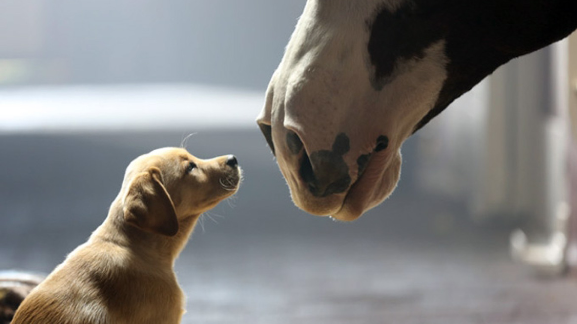 Super Bowl: Η διαφήμιση της χρονιάς από την Budweiser