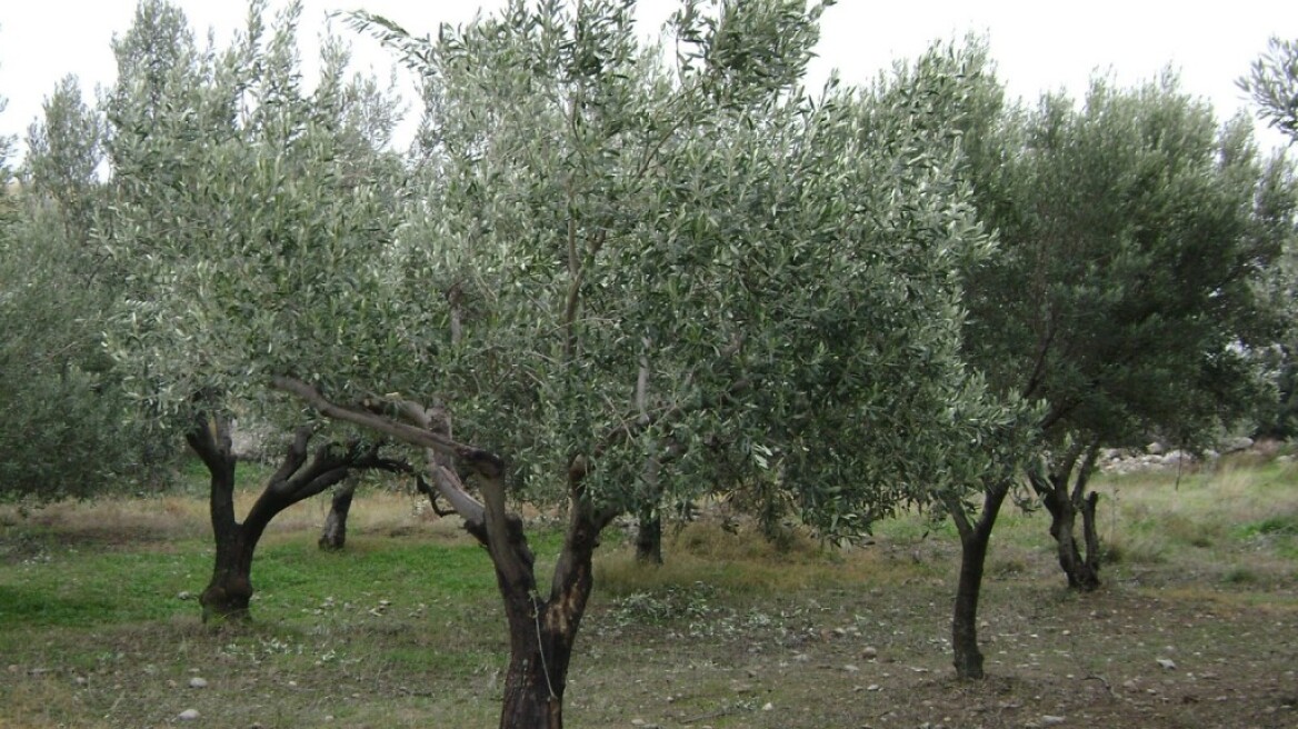 «Σήκωσαν» ακόμη και τη... λεκάνη της τουαλέτας!