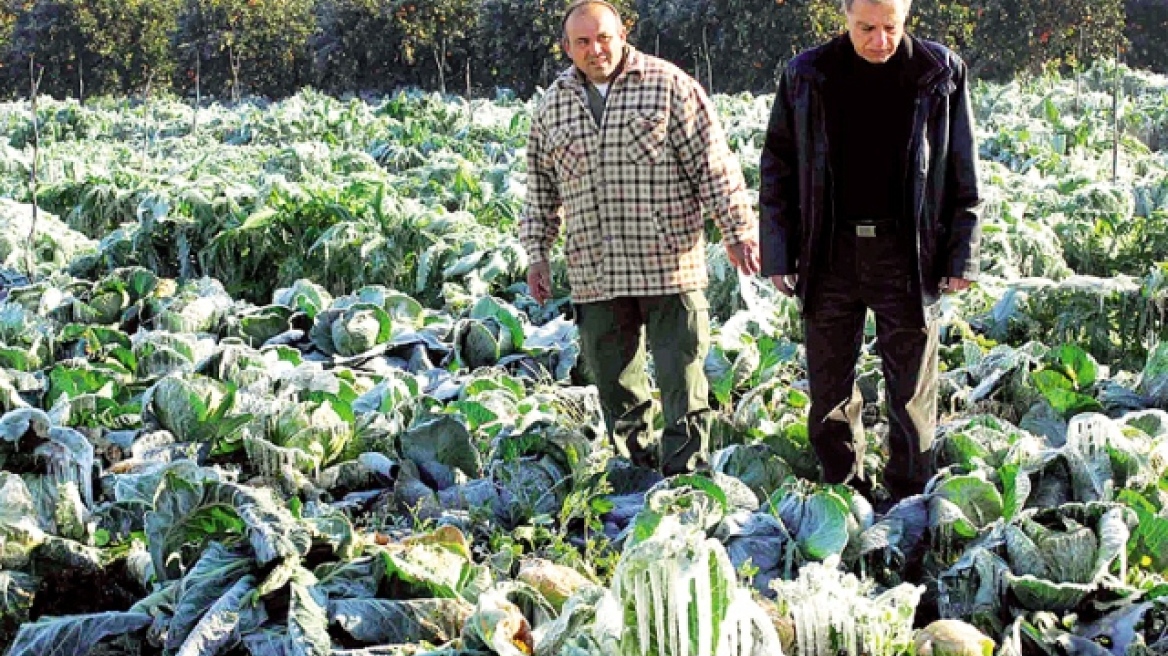 ΕΛΓΑ: Θα καταβάλει αποζημιώσεις 6,8 εκατ. ευρώ σε 5.000 παραγωγούς