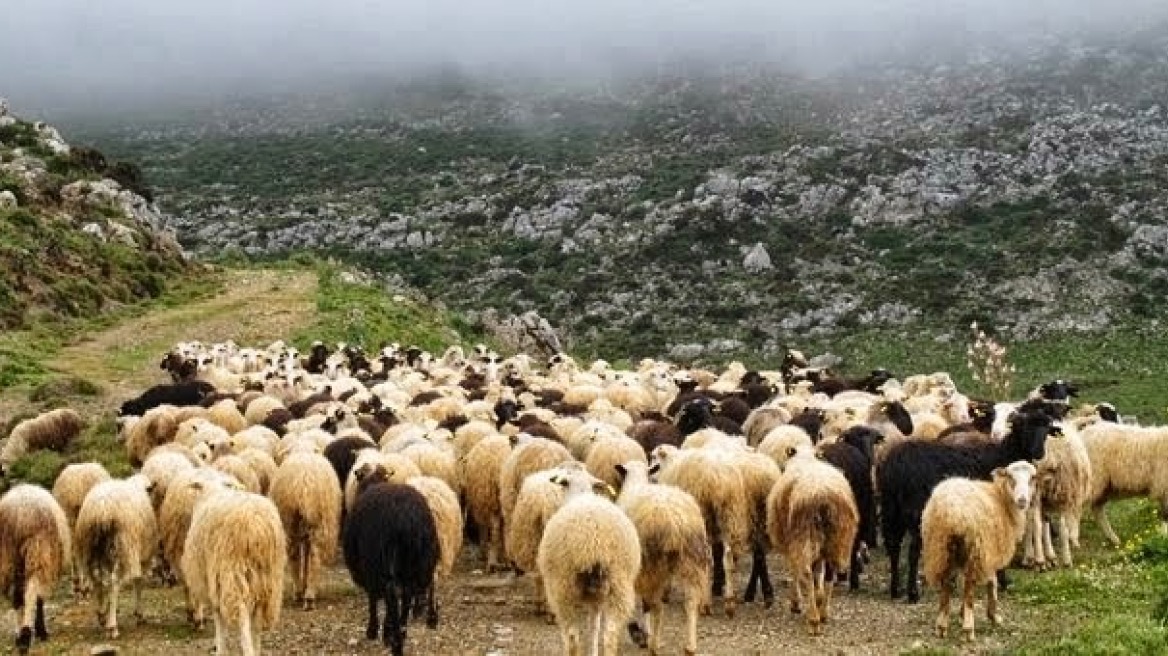 Πιερία: Προβληματισμός για το πρώτο κρούσμα ευλογιάς στα πρόβατα