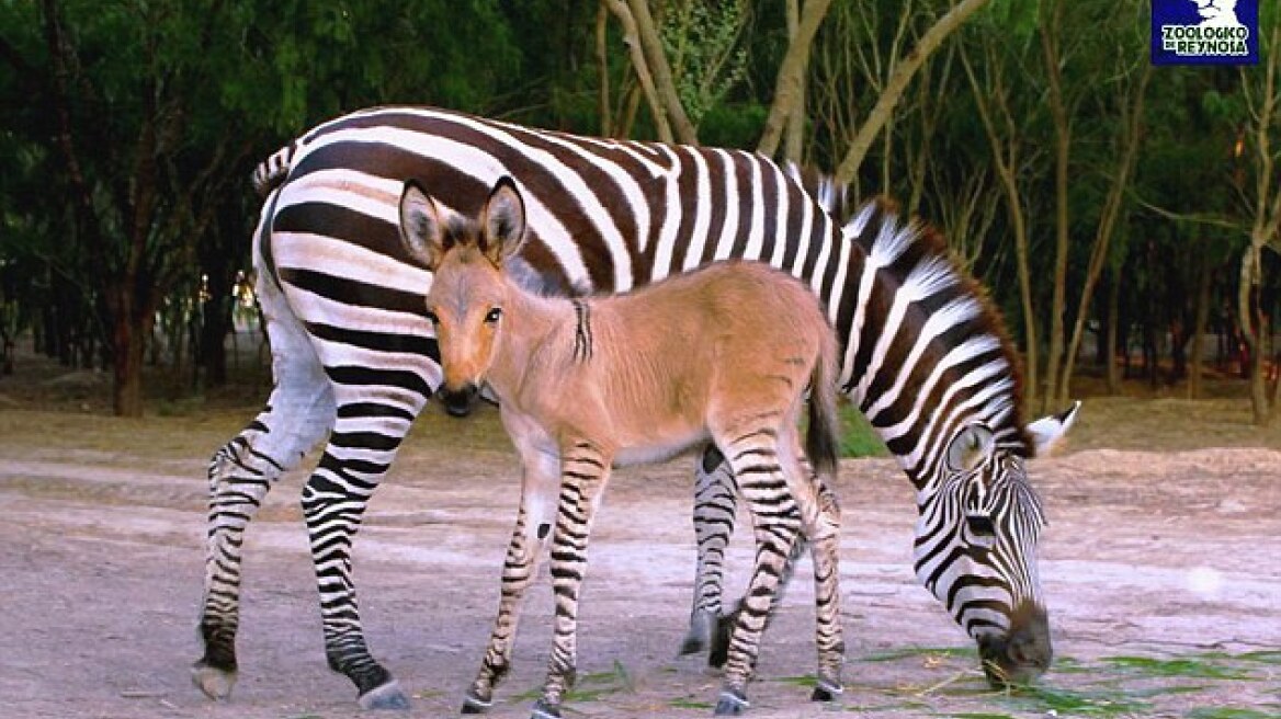 Zonkey: Με μαμά ζέβρα και μπαμπά γάιδαρο!