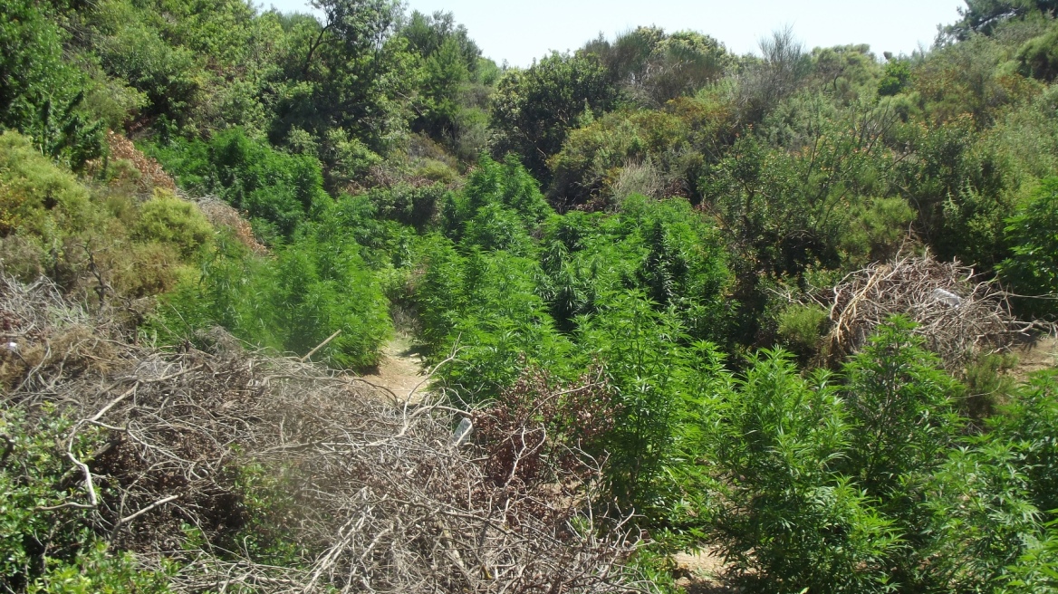 Ρόδος: Συνέλαβαν τους χασισοκαλλιεργητές επί τω έργω!