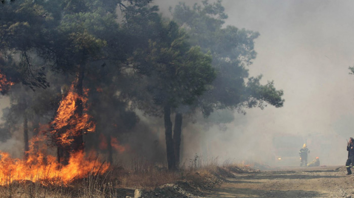 Στάχτη 50 στρέμματα με ελαιόδεντρα στον Αλμυρό Μαγνησίας