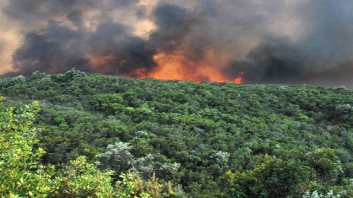 Υπό μερικό έλεγχο η πυρκαγιά στην Κυνουρία