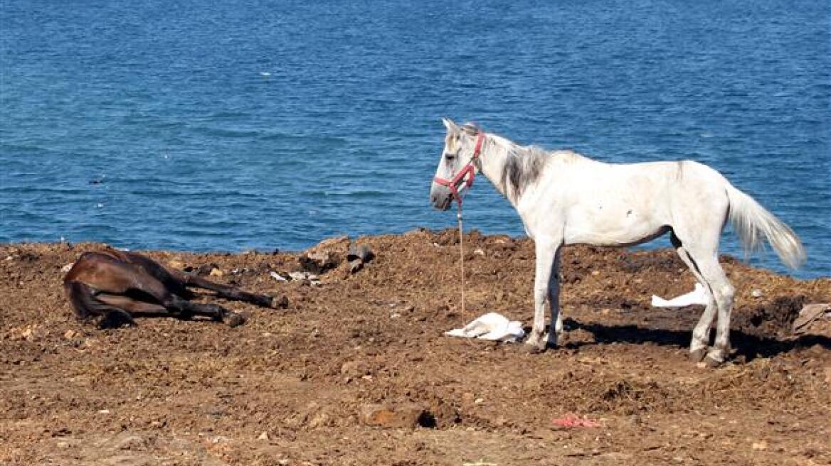 Εκστρατεία: «Σώστε τα άλογα στα Πριγκηπονήσια»