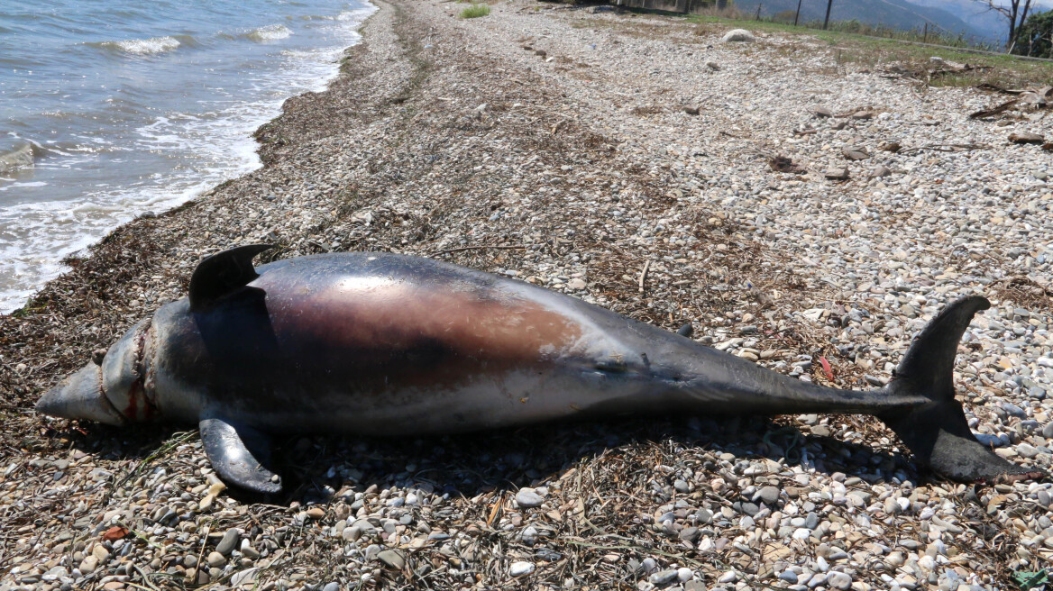 Νεκρό δελφίνι σε παραλία του Άργους (βίντεο και φωτογραφίες)