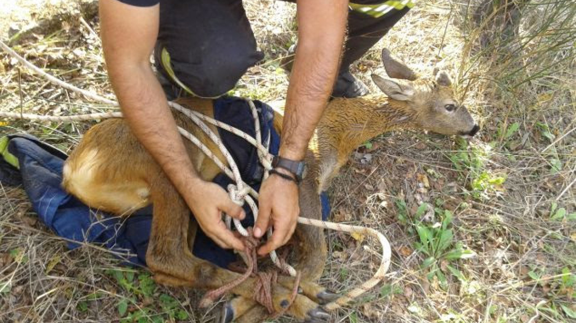 Ζαρκάδι έπεσε στο φράγμα του Μόρνου: Καρέ-καρέ ο απεγκλωβισμός του 