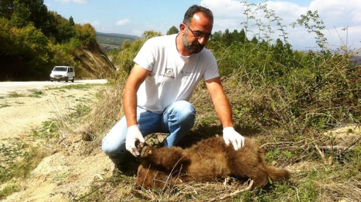 Θεσσαλονίκη: Νεκρό αρκουδάκι που χτυπήθηκε από αυτοκίνητο