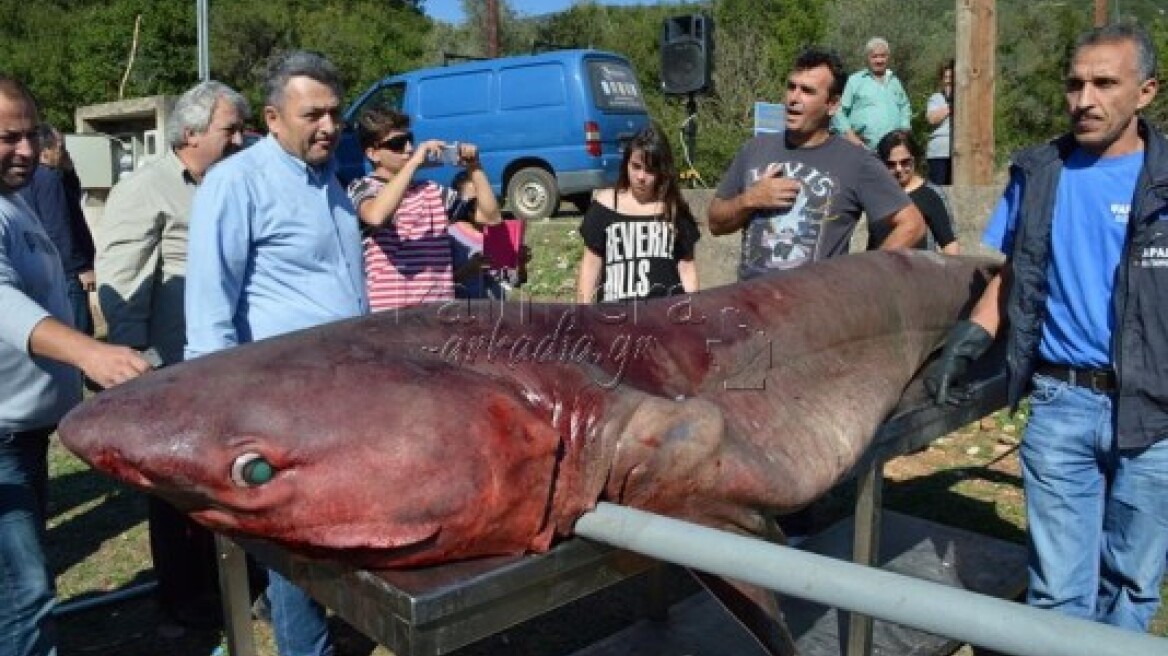 Καρχαρίας με... αφροδισιακά πτερύγια στη λίμνη Λάδωνα 