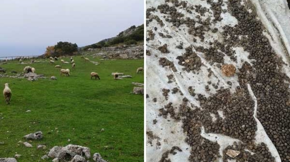 Σε μαντρί μετατράπηκε ο αρχαιολογικός χώρος της Κασσώπης (φωτογραφίες)