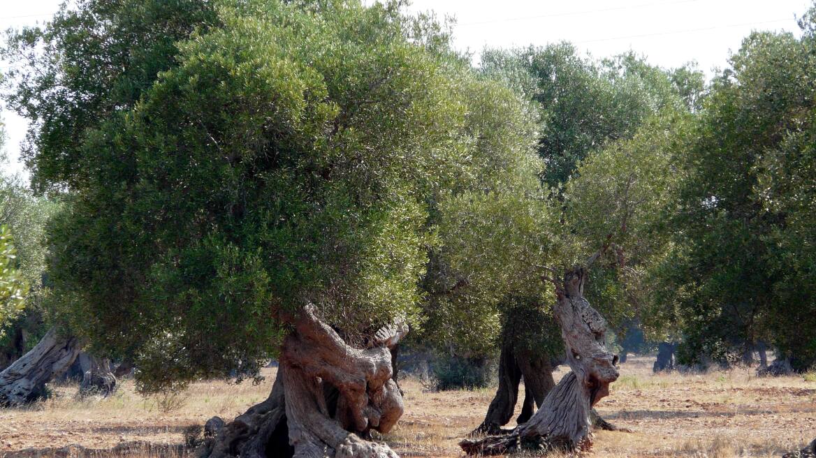 Δραματική πτώση σημειώνει η παραγωγή ιταλικού ελαιόλαδου