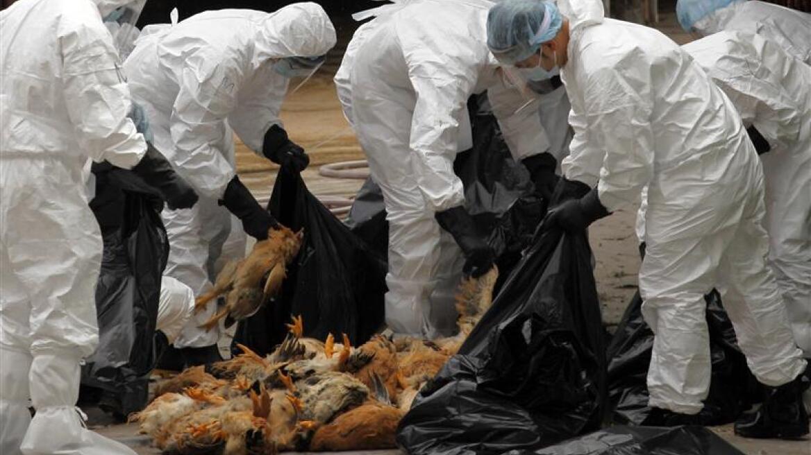 Νέος θάνατος από από τον ιό H5N1 στην Αίγυπτο 