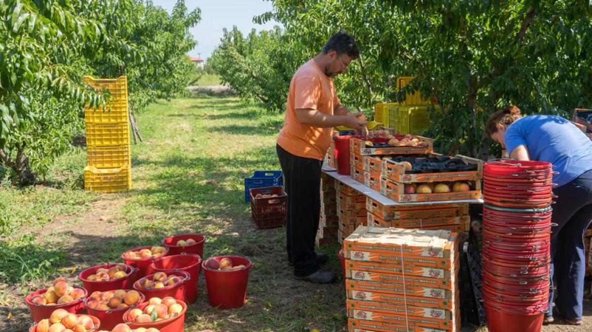 Ευρωπαϊκή αποζημίωση ύψους 868 εκατομμυρίων ευρώ για τους αγρότες