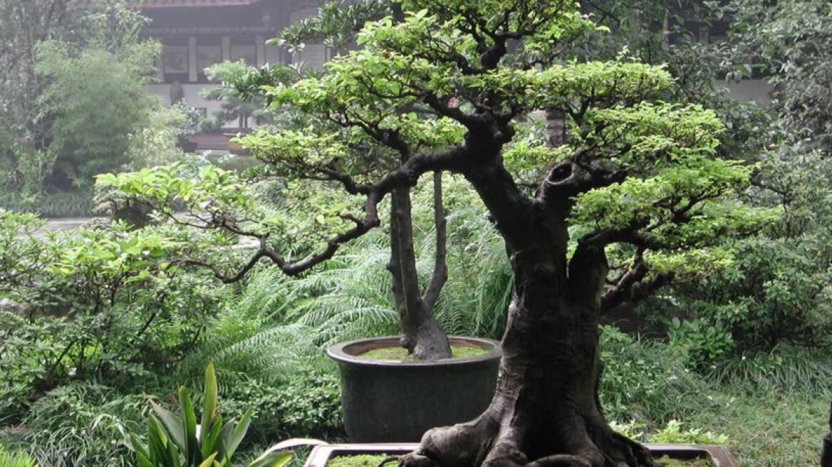 Γνωρίστε την τέχνη των μπονσάι στο «Hellenic Bonsai 2014»